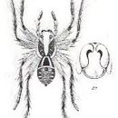 Image of Hogna senilis (L. Koch 1877)