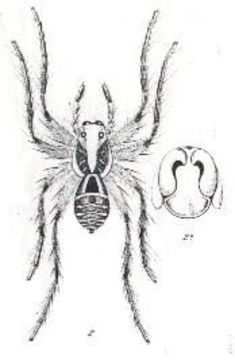 Imagem de Hogna senilis (L. Koch 1877)