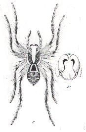 Image of Hogna senilis (L. Koch 1877)