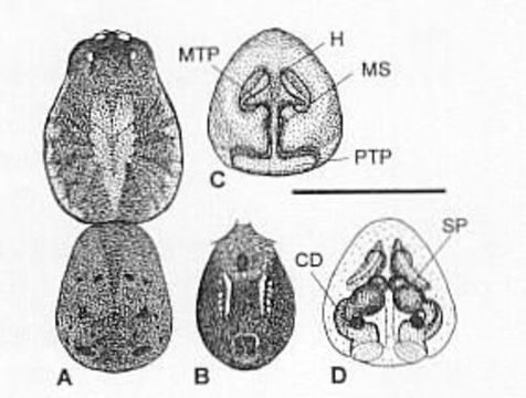 Image of Venatrix funesta (C. L. Koch 1847)