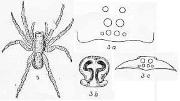 Image de Venatrix funesta (C. L. Koch 1847)