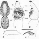 Image de Venatrix funesta (C. L. Koch 1847)