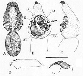 Image of Venatrix funesta (C. L. Koch 1847)