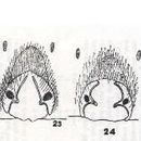 Image de Alopecosa madigani (Hickman 1944)