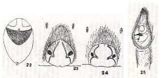 Image of Alopecosa madigani (Hickman 1944)