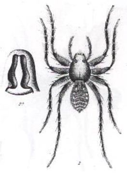 Image de Geolycosa egena (L. Koch 1877)