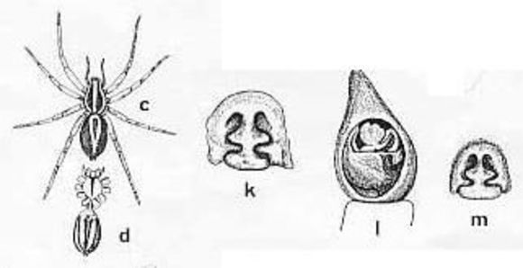 Image of Venatrix furcillata (L. Koch 1867)