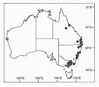 Image de Venatrix furcillata (L. Koch 1867)