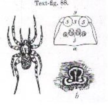 Image of Venatrix arenaris (Hogg 1906)