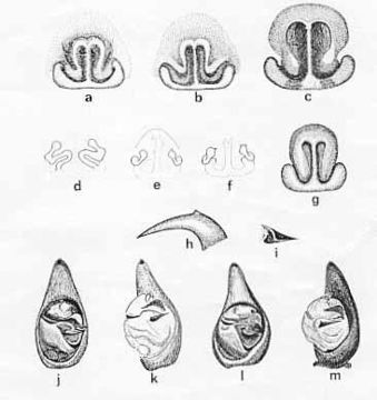 Image of Venatrix arenaris (Hogg 1906)