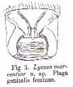 Image of Venatrix pullastra (Simon 1909)