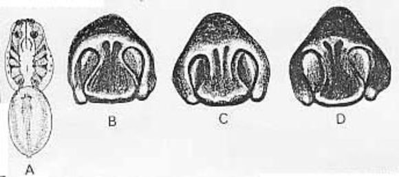 Image of Venatrix pullastra (Simon 1909)