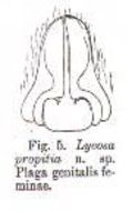 Image de Venatrix pullastra (Simon 1909)