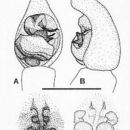 Image of Venatrix pullastra (Simon 1909)