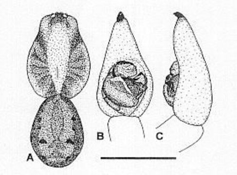 Image of Venatrix archookoora Framenau & Vink 2001