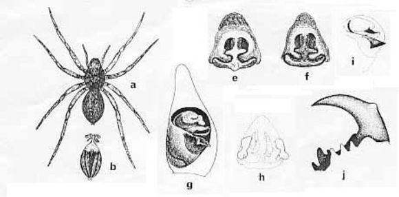 Image de Venatrix lapidosa (McKay 1974)