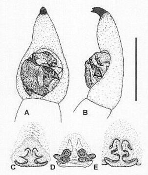 Image of Venatrix lapidosa (McKay 1974)