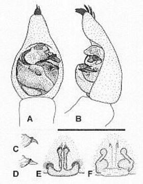 Image of Venatrix amnicola Framenau 2006