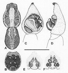 Image de Venatrix pictiventris (L. Koch 1877)