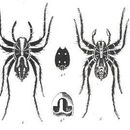 Image de Venatrix pictiventris (L. Koch 1877)