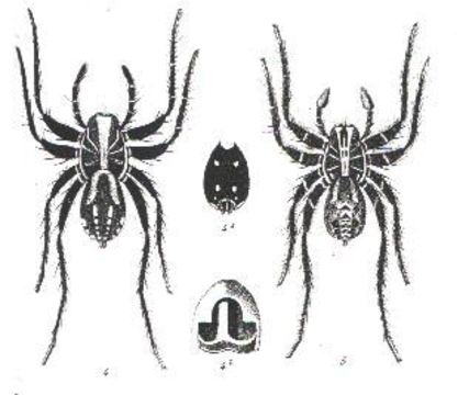 Image of Venatrix pictiventris (L. Koch 1877)