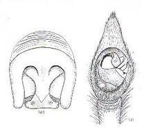 Image de <i>Tasmanicosa tasmanica</i>