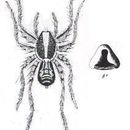 Imagem de Agalenocosa fallax (L. Koch 1877)