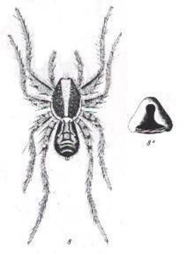 Image of Agalenocosa fallax (L. Koch 1877)