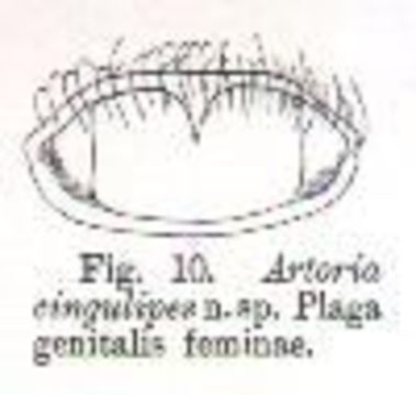 Image of Artoria cingulipes Simon 1909