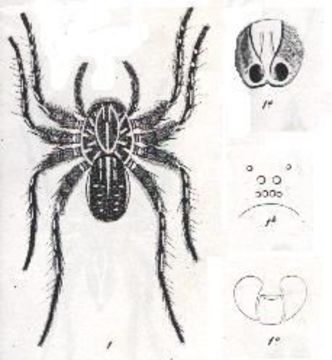 Image of <i>Trochosa exculta</i>