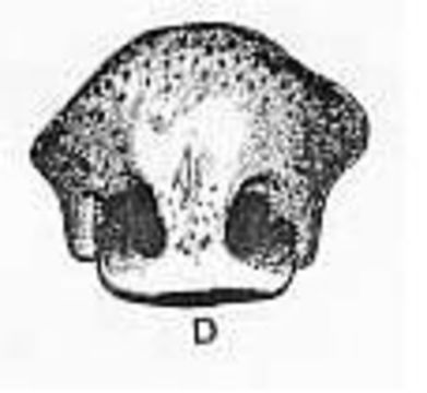 Image of <i>Trochosa exculta</i>