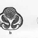 Image of <i>Lycosa musgravei</i>