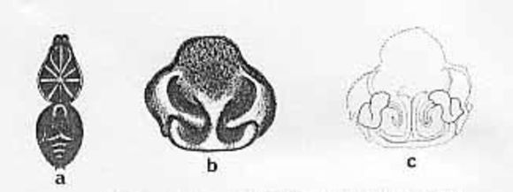 Image de <i>Lycosa musgravei</i>