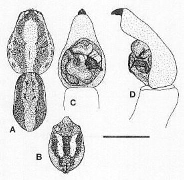 Image of Venatrix pseudospeciosa Framenau & Vink 2001