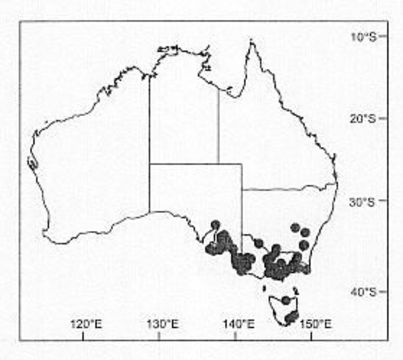 Image of Venatrix pseudospeciosa Framenau & Vink 2001