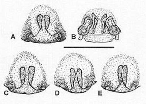 Image of Venatrix pseudospeciosa Framenau & Vink 2001