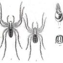 Image of Geolycosa festina (L. Koch 1877)