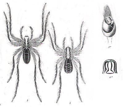 Image de Geolycosa festina (L. Koch 1877)