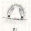 Image of Allocosa halei (Hickman 1944)