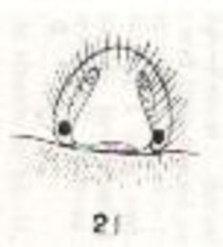 Image of Allocosa halei (Hickman 1944)