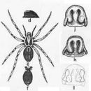 Imagem de Venatrix kosciuskoensis (McKay 1974)