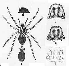 Imagem de Venatrix kosciuskoensis (McKay 1974)