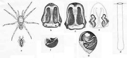 Image of Lycosa salifodina McKay 1976