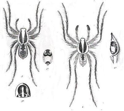 Image de Allocosa palabunda (L. Koch 1877)