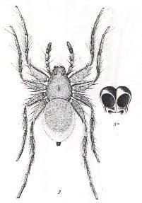 Image of Lycosa leucophaeoides (Roewer 1951)