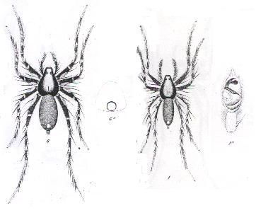 Image of Venonia micarioides (L. Koch 1877)