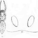 Image of Lycosa nigropunctata Rainbow 1915