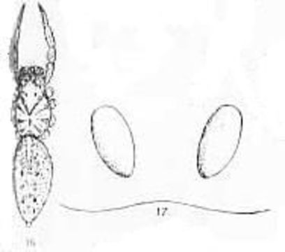 Imagem de Lycosa nigropunctata Rainbow 1915