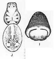 Image de <i>Trochosa wundurra</i>