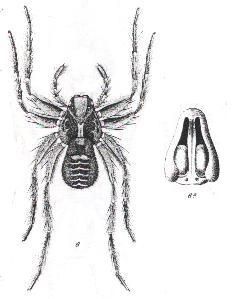 Image of Hogna lacertosa (L. Koch 1877)